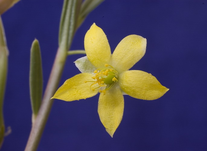 Talinum sp  Marek FG