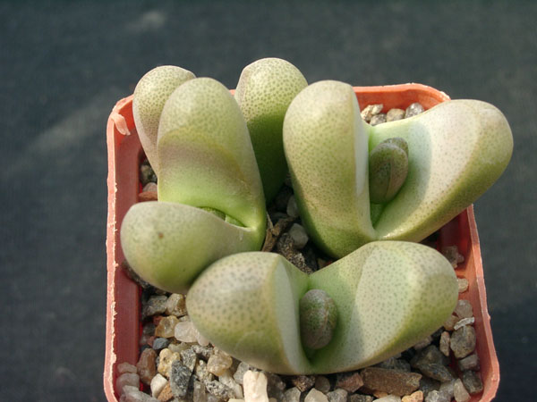 Tanquana hilmarii