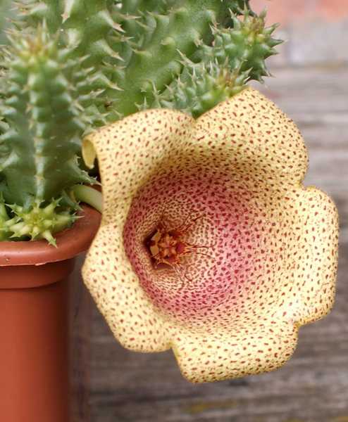 Tavaresia angolensis 002