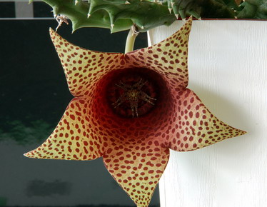 Tavaresia barklyi X Orbea variegata