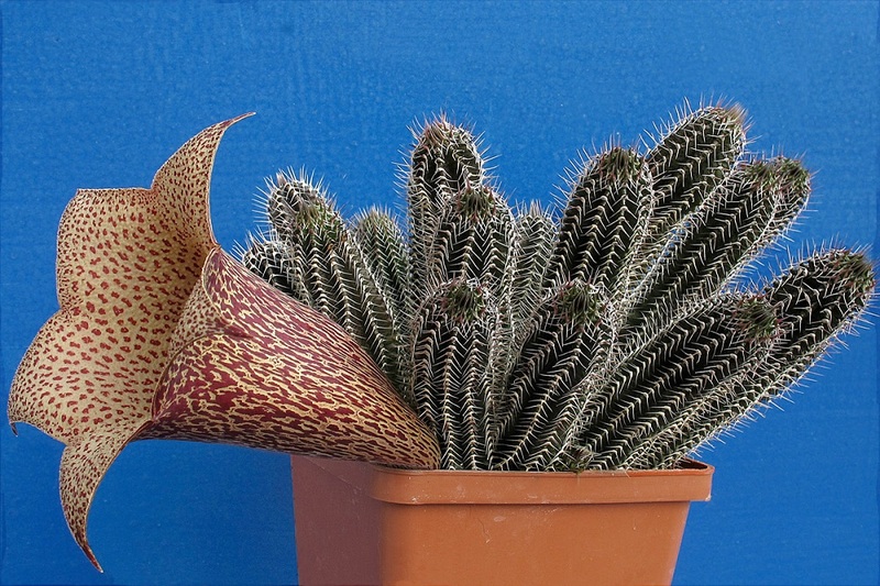 Tavaresia grandiflora 001