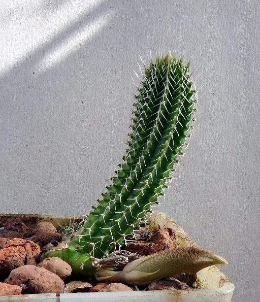 Tavaresia grandiflora Navajo FG