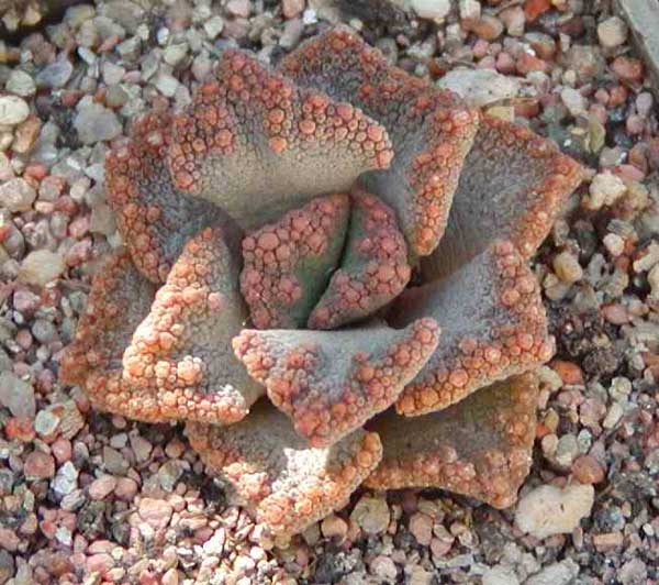 Titanopsis aff. calcarea MG 1870.5