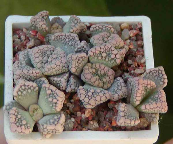 Titanopsis calcarea MG 1870.22