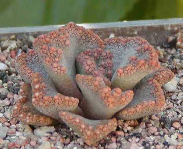 Titanopsis aff. calcarea MG 1870.5