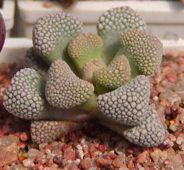 Titanopsis primosii MG 1875