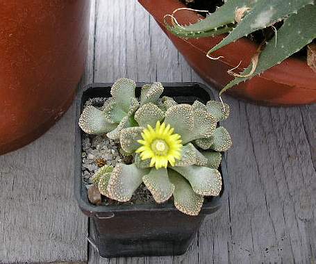 titanopsis calcarea FG Vl Tkachenko Vilkovo