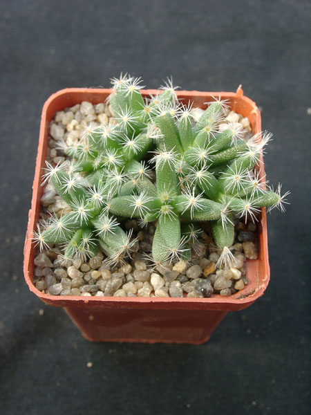 Trichodiadema densum