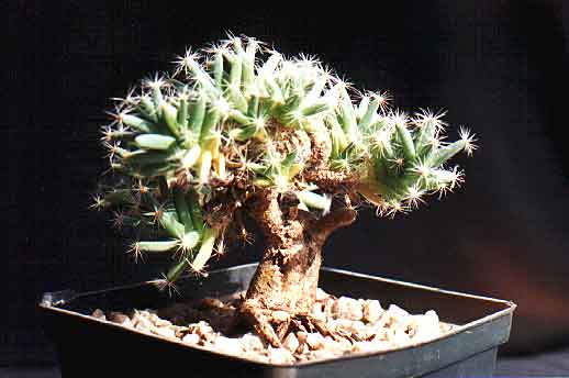 Trichodiadema densum