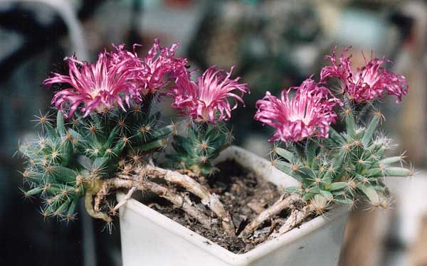 Trichodiadema densum