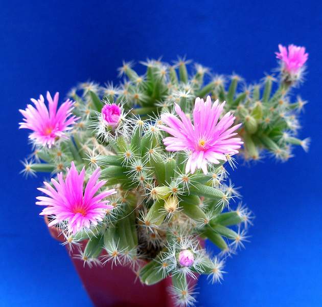 Trichodiaderma densum Lira