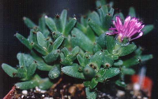 Trichodiadema marlothii