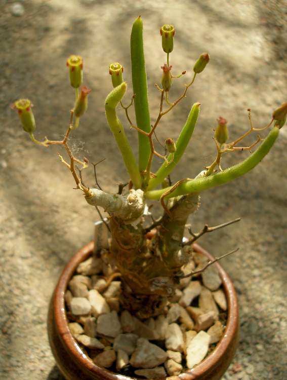 Tylecodon reticulatus