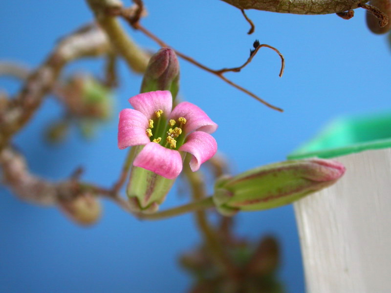 Tylecodon schaferianus