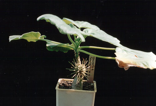 Uncarina roeoesliana
