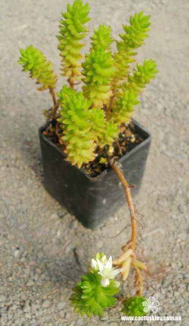Villadia batesii