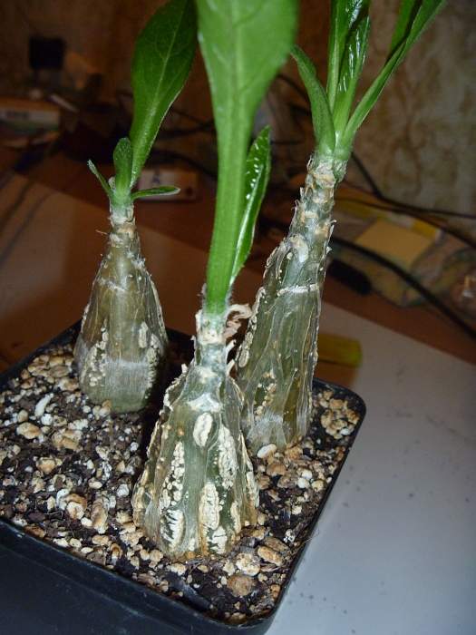 Cephalopentandra ecirrhosa