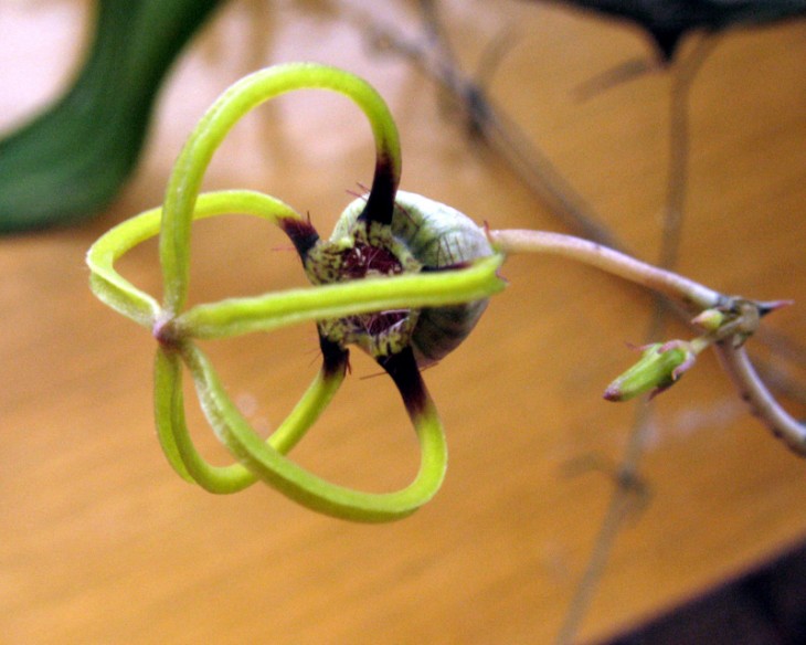 Ceropegia armandii 1 Dual FG