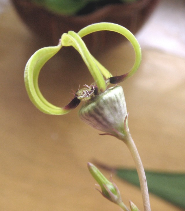 Ceropegia armandii Dual FG