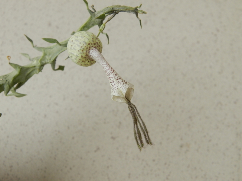 Ceropegia simoneae  Green bizarre form  2