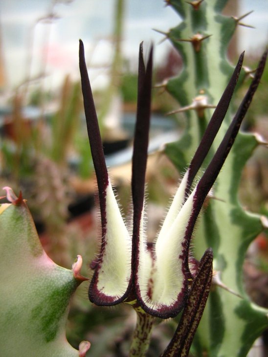 Ceropegia stapeliiformis