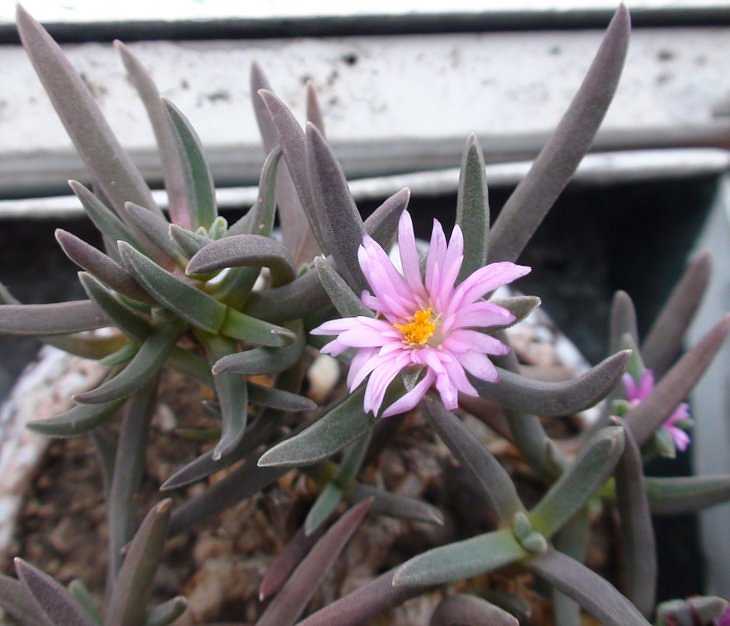 Delosperma harazianum