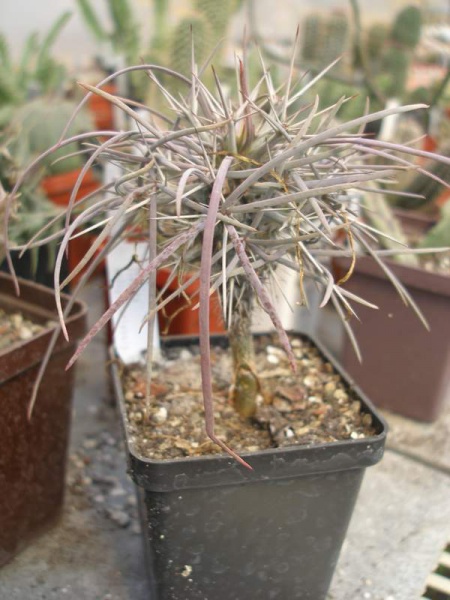 Didierea madagascariensis