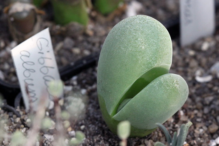 Gibbaeum album