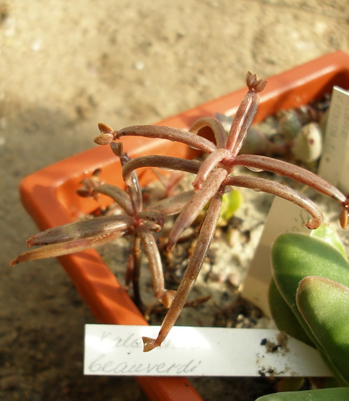 Kalanchoe beauverdii