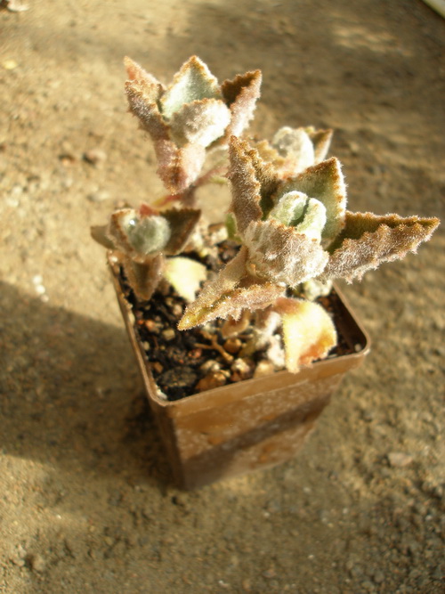 Kalanchoe beharensis v aureo-aeneus