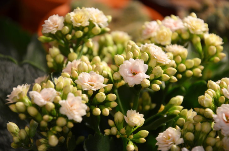Kalanchoe blossfeldiana hybr