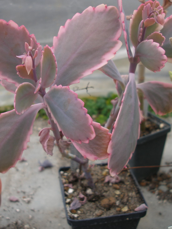 Kalanchoe fedtschenkoi