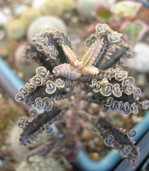 Kalanchoe serrata
