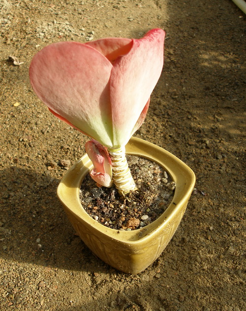 Kalanchoe thyrsiflora