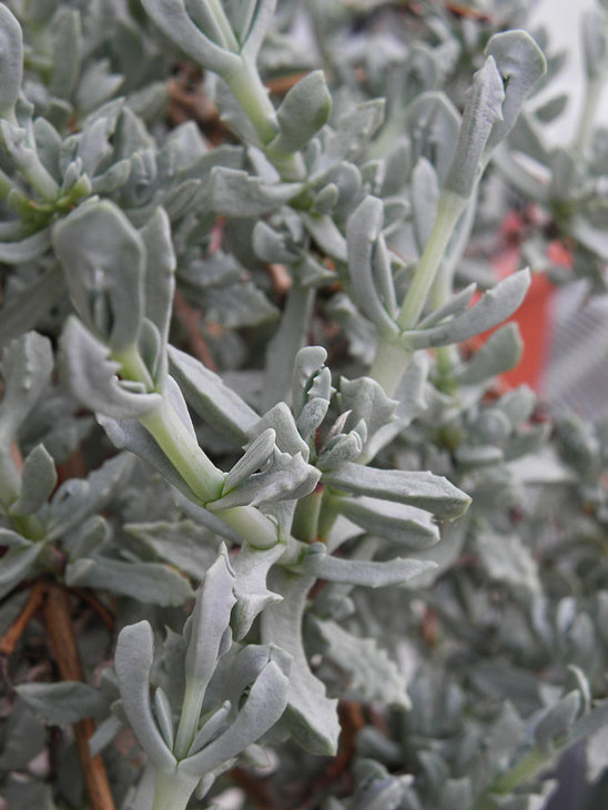 Oscularia deltoides