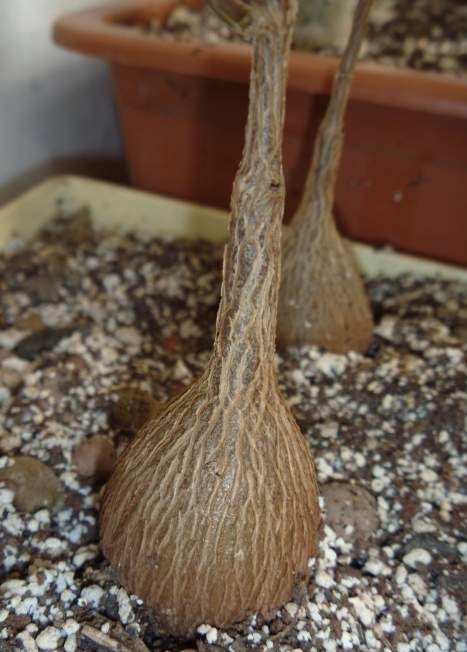 Petopentia natalensis Archis