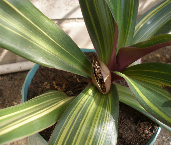 Rhoeo spathacea Iv