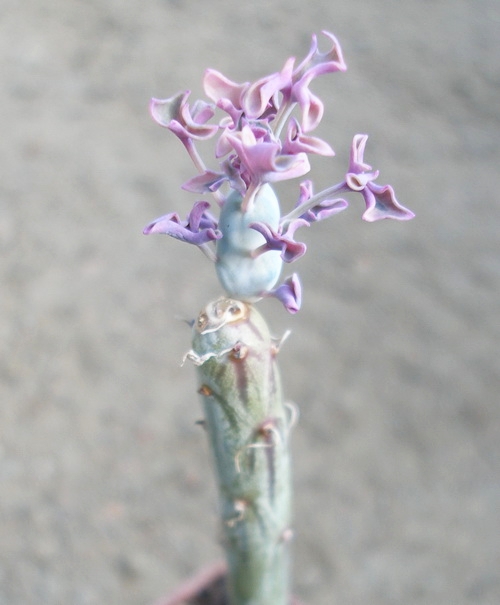 Senecio articulatus f  variegata