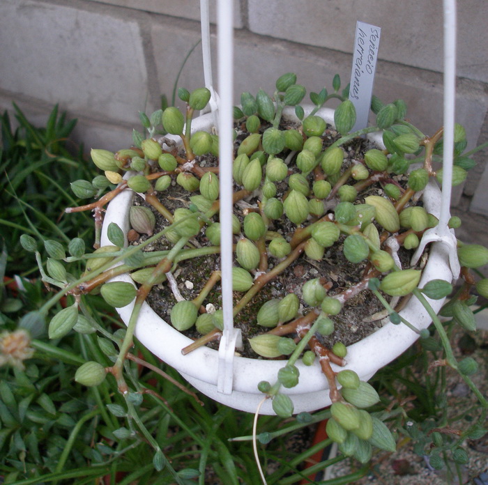 Senecio herreianus