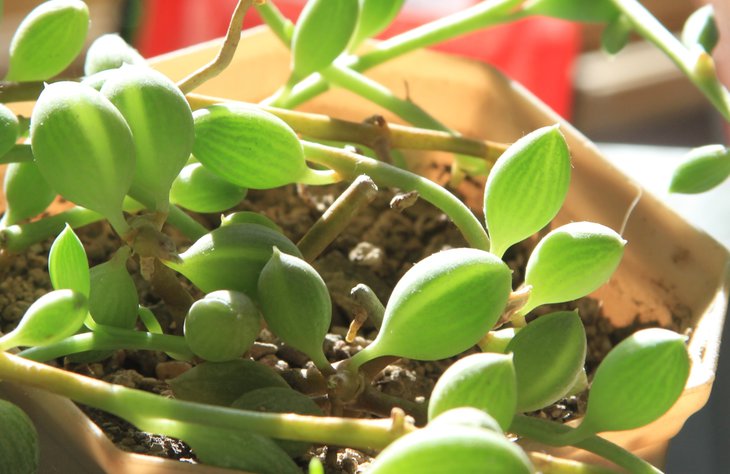 Senecio herreianus 001