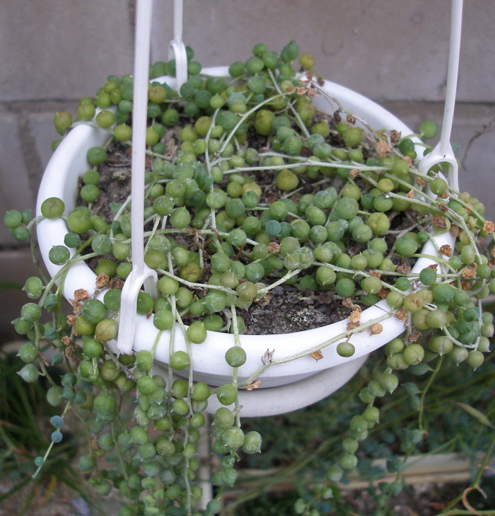 Senecio rowleyanus