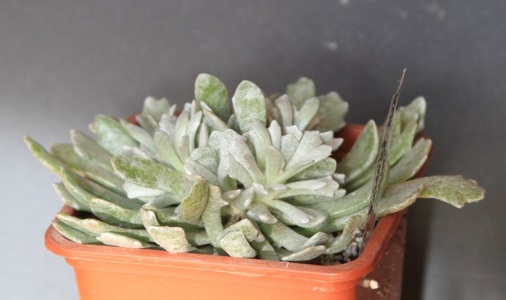Senecio scaposus var  addoensis