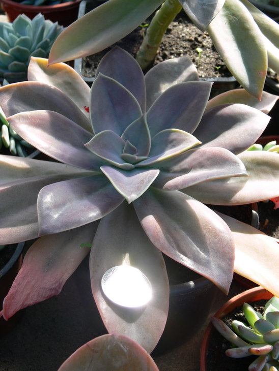 xGraptoveria  Fred Ives