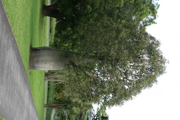 Ботанический сад Вуллонгонгского университета