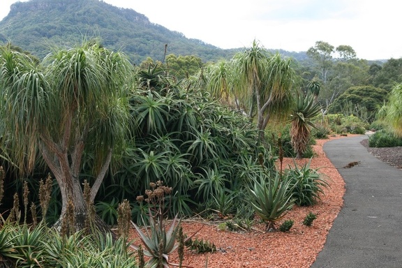 Ботанический сад Вуллонгонгского университета