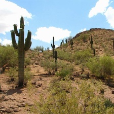 Ботанический сад штата Аризона (США)