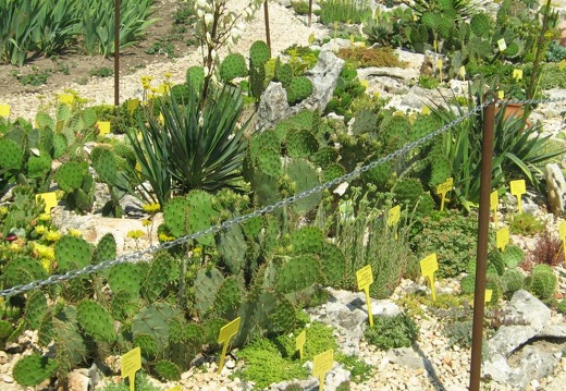 Ботанический сад в Балчике (Болгария) 2008 (1843 відвідувань) Фото Галина Радкова (Варна, Болгария)
Ботанический сад в Балчике (Болгария) 2008