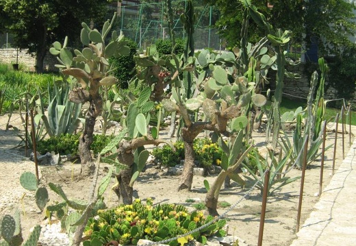 Ботанический сад в Балчике (Болгария) 2008 (1817 відвідувань) Фото Галина Радкова (Варна, Болгария)
Ботанический сад в Балчике (Болгария) 2008