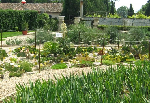 Ботанический сад в Балчике (Болгария) 2008 (1783 відвідувань) Фото Галина Радкова (Варна, Болгария)
Ботанический сад в Балчике (Болгария) 2008