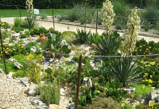 Ботанический сад в Балчике (Болгария) 2008 (1773 відвідувань) Фото Галина Радкова (Варна, Болгария) Ботанический сад в Балчике (Болгария) 2008